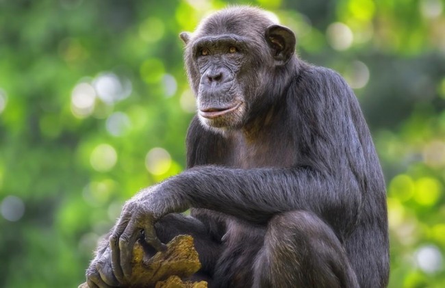 chimpanzee_sitting_rwanda_1