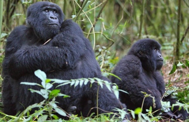 gorillas_rwanda_21