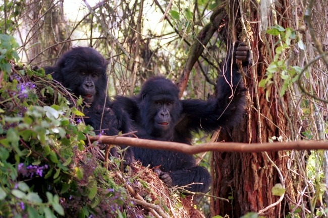 Ten Day Gorillas and Big Five Safari