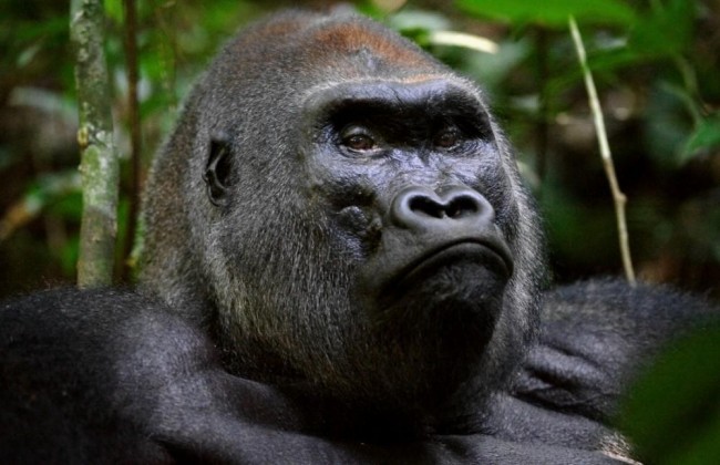 rwanda_gorilla_6