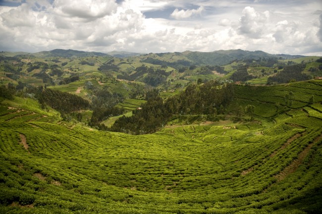 rwanda_view_tea_plantations_1