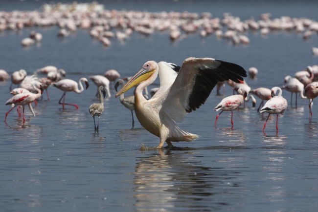 lake manyara