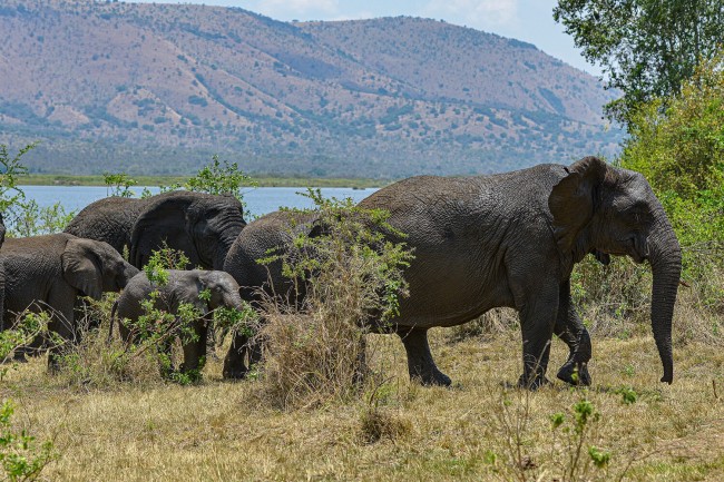 rwanda elephants