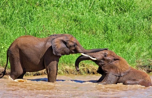 rwanda elephants playing