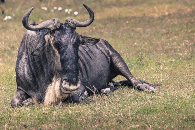 ngorongoro crater