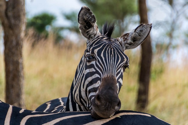 rwanda zebra