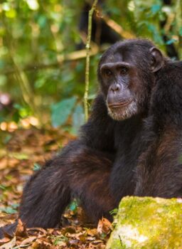 Chimpanzees Trekking & Chimp tracking