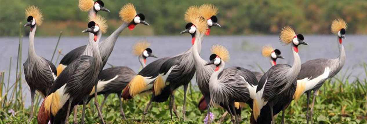Facts About Uganda