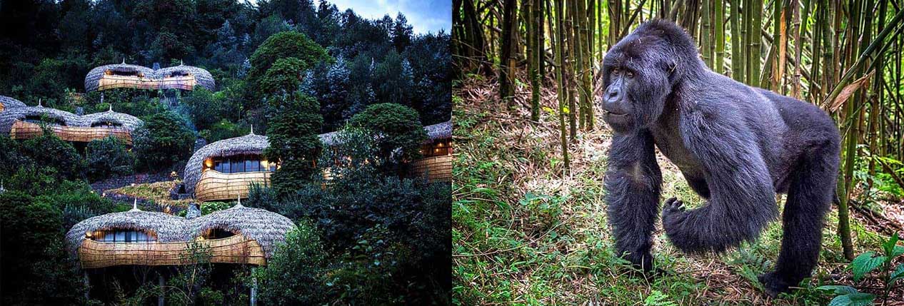 Rwanda Safari Activities